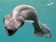 Tiburón Anguila/ Awashima Marine Park, Getty Images